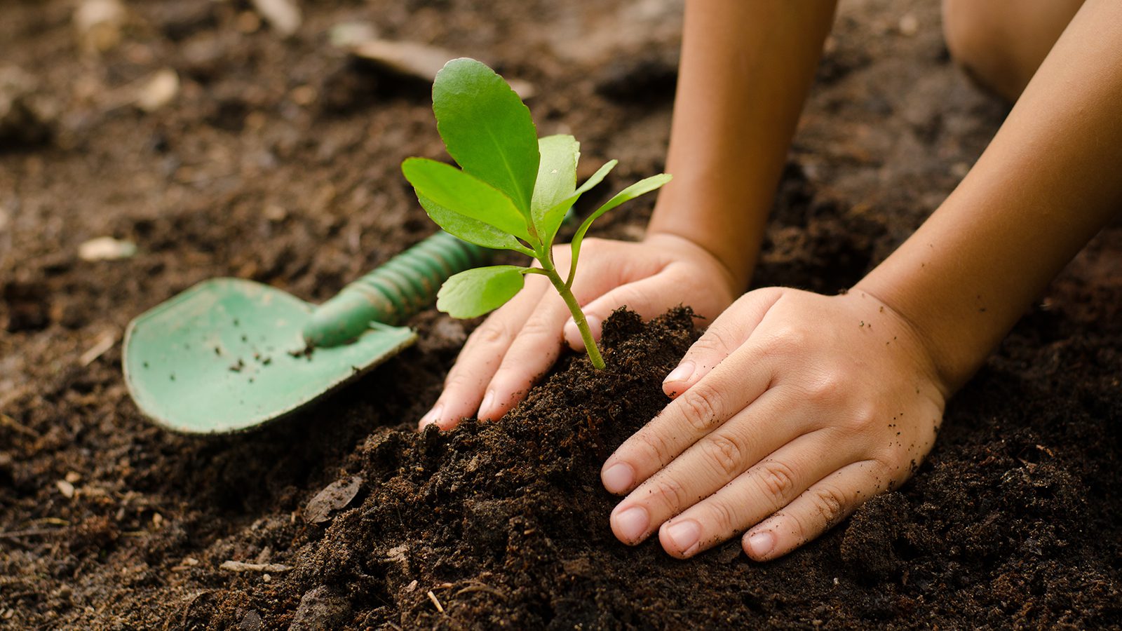Close up kid hand planting young tree